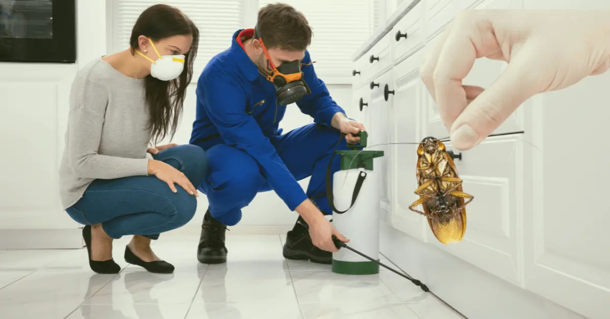 Top 10 Pest Control Companies In Dubai UAE